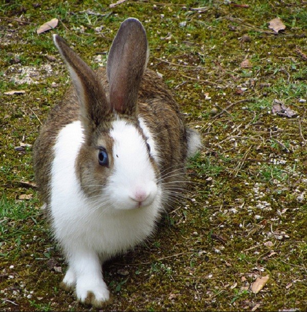 Cuộc[-]sống[-]ở[-]các[-]hòn[-]đảo[-]của[-]riêng[-]mèo,[-]thỏ,[-]chuột[-]6